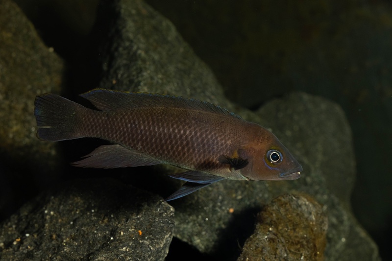 Neolamprologus sp. aff. 'pectoralis' Kiku